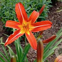Hemerocallis 'Chewonki' GM P9