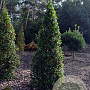 Ilex aq. 'Pyramidalis' 250-300 cm draadkluit struik 175-200 diameter