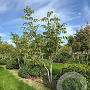 Juglans regia 250-300 cm draadkluit meerstammig 350-400 diameter