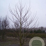 Liriodendron tulipifera 550-600 cm draadkluit meerstammig 400-500 diameter