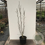 Magnolia 'Black Beauty' 250-300 cm draadkluit meerstammig 350-400 diameter