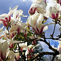 Magnolia cylindrica 400-450 cm draadkluit meerstammig 200-250 diameter