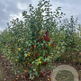 Malus 'Evereste' 175-200 cm draadkluit meerstammig