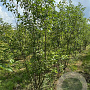 Malus 'Evereste' 200-250 cm draadkluit meerstammig 160-180 cm diameter