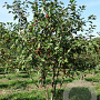 Malus 'Evereste' 250-300 cm draadkluit meerstammig