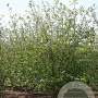 Malus 'Professor Sprenger' 400-450 cm draadkluit meerstammig 200-250 diameter
