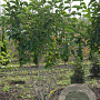 Magnolia soulangeana 175-200 cm draadkluit meerstammig 200-250 diameter