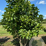 Magnolia soulangeana 200-250 cm draadkluit meerstammig 160-180 cm diameter