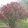 Magnolia 'Susan' 500-550 cm draadkluit meerstammig 400-450 diameter