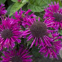 Monarda Bee-You Bee-Free GM P9