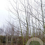 Populus alba 550-600 cm draadkluit meerstammig 400-500 diameter