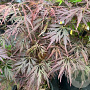 Acer pal. 'Musashino' 200-250 cm cont. 110L