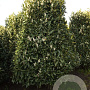 Prunus l. 'Reynvaanii' 250-300 cm draadkluit struik 175-200 diameter