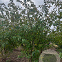 Prunus subh. 'Autumnalis' 250-300 cm draadkluit meerstammig 350-400 diameter