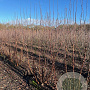 Prunus serrula 200-250 cm draadkluit meerstammig 160-180 cm diameter