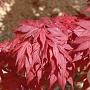 Acer pal. 'Oregon Sunset' 100-125 cm 50L