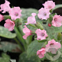 Pulmonaria s. 'Dora Bielefeld' GM P9