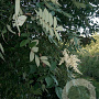 Rhus chinensis 350-400 cm draadkluit struik 140-160 diameter
