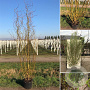 Salix 'Caradoc' 200-250 cm draadkluit meerstammig 160-180 cm diameter
