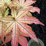 Acer pal. 'Peaches and Cream' 175-200 cm cont. 110L