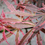Acer pal. 'Pink Passion' 175-200 cm 20L