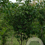 Syringa reticulata 250-300 cm draadkluit struik 175-200 diameter