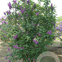 Syringa v. 'Charles Joly' 250-300 cm draadkluit struik 175-200 diameter