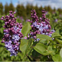 Syringa v. 'Nadezhda' 250-300 cm draadkluit struik 175-200 diameter