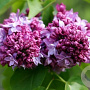 Syringa v. 'Paul Deschanel' 250-300 cm draadkluit struik 175-200 diameter