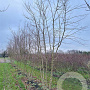 Acer buergerianum 400-450 cm draadkluit meerstammig 200-250 diameter