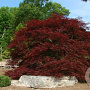 Acer pal. 'Red Dragon' 90 cm stam 20L
