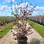 Corylus m. 'Purpurea' 250-300 cm draadkluit meerstammig 350-400 diameter