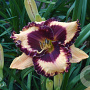 Hemerocallis 'Eye on America' GM  P11