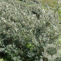 Hippophae rhamn. 'Pollmix' 200-250 cm draadkluit meerstammig 160-180 cm diameter
