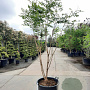Koelreuteria paniculata 200-250 cm container meerstammig extra