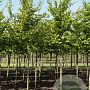Parrotia persica 'Cherry Tips' 200-250 cm draadkluit meerstammig 160-180 cm diameter