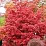 Acer pal. 'Twombly's Red Sentinel' 150-175 cm 20L