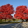 Acer rubrum 'October Glory' 300-350 cm cont. 130L
