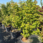 Acer griseum 150-175 cm 50L