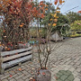 Amelanchier lamarckii 175-200 cm met kluit solitair