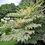 Aralia elata 'Silver Umbrella' 100-125 cm 20L