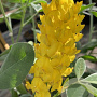Argyrocytisus battandieri 175-200 cm 20L 3 stok