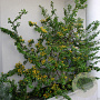 Azara microphylla 200-250 cm 20L geveerd
