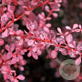 Berberis thunb. 'Rose Glow' 100-125 cm 20L