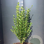 Ligustrum ovalifolium 100-125 cm 4,0L