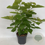 Catalpa bignonioides 'Aurea' 100-125 cm 12L