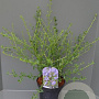 Ceanothus 'Concha' 80-100 cm 20L
