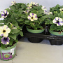 Petunia Blueberry Sky GM P12