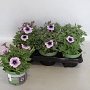 Petunia Blue Vein GM P12