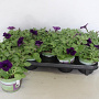 Petunia Dark Blue GM P12